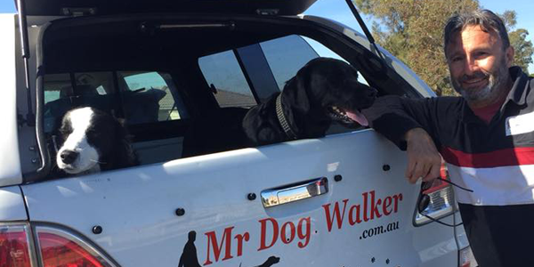 Mr Dog Walker provides dog training